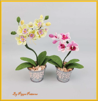 Mini Orchid-Pippa-eng.PNG