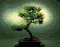 Bonsai Tree.GIF