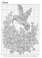 kolibri18.jpg