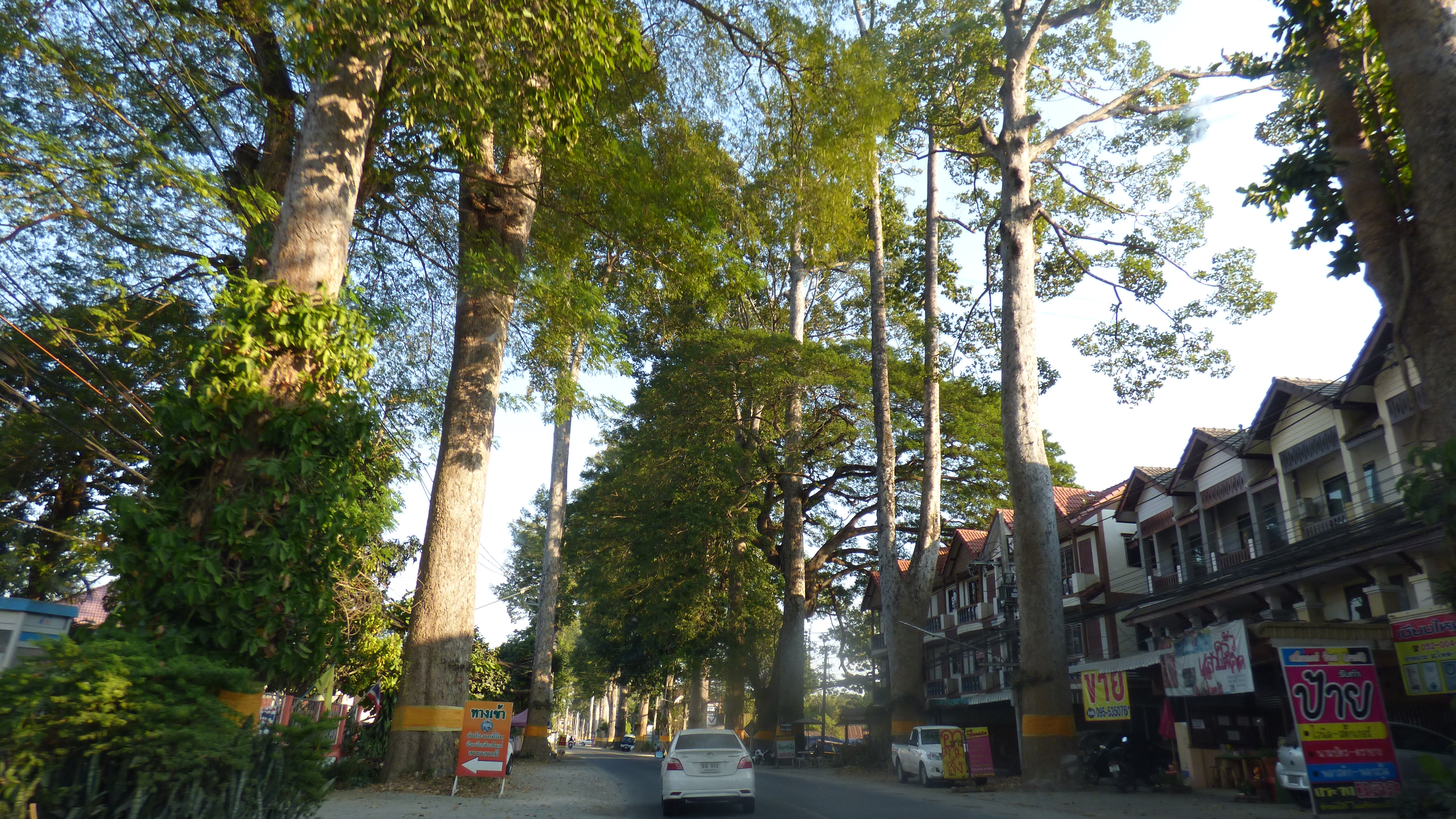 Chiang Mai, óriás fák utcéja