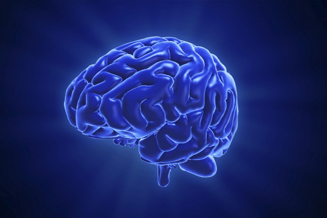 emberi-agyhuman-brain3.jpg