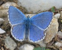 Polyommatus_bellargus_-_Männchen_Oberseite.jpg
