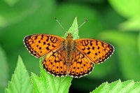 purperstreepparelmoervlinder_brenthis_ino_lesser_marbled_fritillary_img_2.jpg