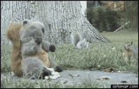belka_-_nindzya.gif