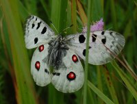 Apollo_butterfly.JPG