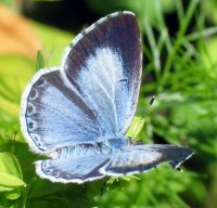 Celastrina_argiolus1.jpg
