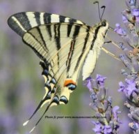 Iphiclides-podalirius-3.jpg