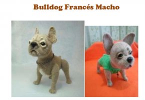 Francia bulldog leírás_spanyol.jpg