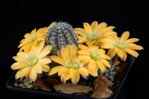 yellow-cactus-flowers-sarga-kaktusz-viragok-3413660986.jpg