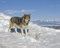 Alascan wolf.jpg
