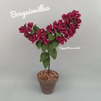 Bougainvillea..jpg