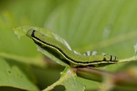 catopsiliaflorella-larva.300a.jpg