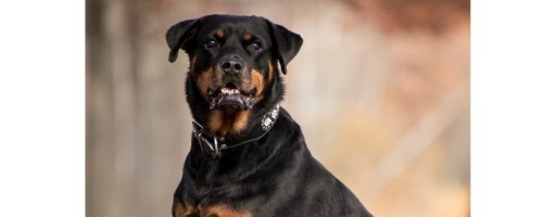 rotweiler.jpg