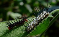 640px-Caterpillar-Both-02_crop.JPG