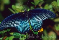 Papilio Memnon - male (Papilio memnon)021.jpg