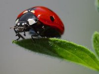 300px-Ladybird.jpg