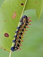 leroy-simon-saturnid-moth-caterpillar-antherina-suraka-feeding-on-a-leaf.jpg