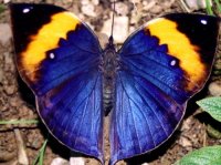 Indian_Leaf_Butterfly_Kallima_inachus - top.jpg