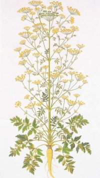 parsnip-30-5103.01-haandarbejdets.jpg