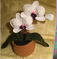 orchidea cserépben.PNG