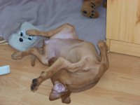 BODZA 2011.06.29. 006.jpg