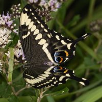 Emperor-Swallowtail-female-.jpg
