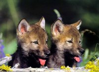 GrayWolf_Wolf puppies.jpg