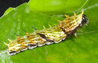 papilio-aegeus-larva.jpg
