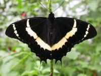 Papilio_garamas_front.500.2.jpg