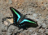 800px-Common_Bluebottle-Graphium_sarpedon_teredon.JPG