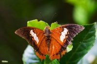 Charaxes_bernardus_a_g.jpg