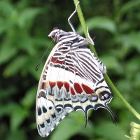 Charaxes+castor.jpg