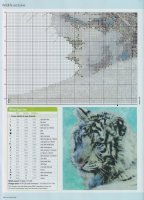 CS Gold - Aug. 2011 white tiger (3).jpg