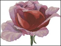 DMC-RoseBlossom.jpg
