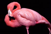flamingo03.jpg