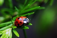 katica_ladybug02.jpg