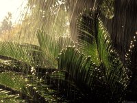 jungle_rain.jpg