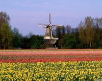 Szélmalom és tulipánmező, Keukenhof, Lisse, Hollandia.jpg