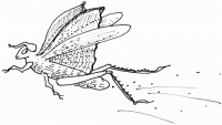 SBT-1034-Grasshopper-frass.gif