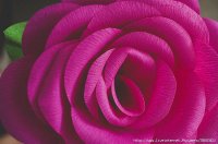 85540903_large_rosa16.jpg