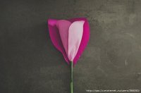 85540913_large_rosa10.jpg