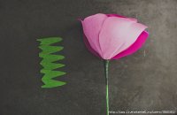 85540915_large_rosa12.jpg