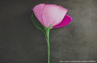 85540916_large_rosa14.jpg