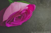 85540917_large_rosa15.jpg
