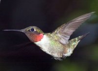 ruby_throated_hummingbird_glamor.jpg