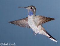 blue_throated_hummingbird.jpg
