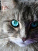 Blue_Eyed_Cat.jpg