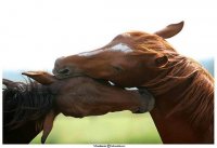 lszerelem.jpg