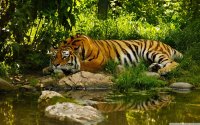 tiger_resting-wallpaper-2560x1600.jpg