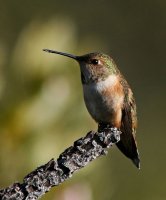 2004. rufous_hummingbird TOJÓ.jpg